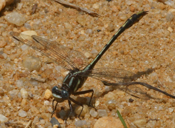 Lancet Clubtail Lancet Clubtail
